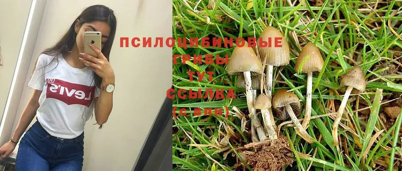 Галлюциногенные грибы MAGIC MUSHROOMS  Елец 